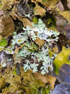 Hypotrachyna riparia thumbnail 2
