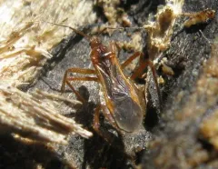 Oncerotrachelus acuminatus thumbnail 2