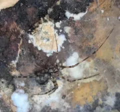 Cave spider thumbnail 4