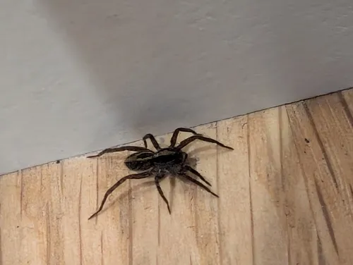 lance wolf spider