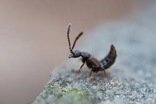 Callicerus obscurus