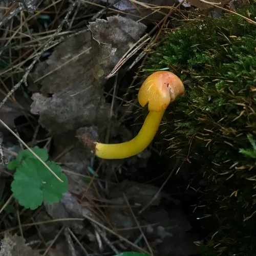 orange gilled waxcap