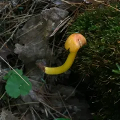 orange gilled waxcap thumbnail 1