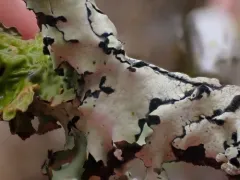Hypotrachyna riparia thumbnail 1
