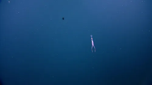 Calycine Long-armed Squid