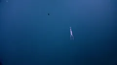 Calycine Long-armed Squid thumbnail 1