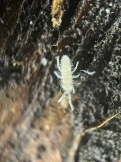 Entomobrya griseoolivata thumbnail 4