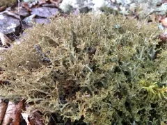 Iceland Lichen thumbnail 2