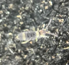 Entomobrya clitellaria thumbnail 4