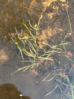 Hill's pondweed thumbnail 4