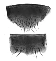 Meronera venustula thumbnail 4