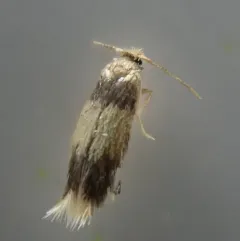 Stigmella macrocarpae thumbnail 4