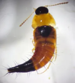 Tachyporus elegans thumbnail 3