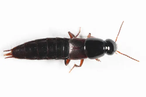 Quedius laticollis