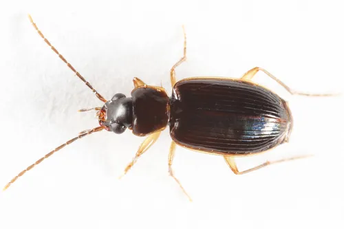 Badister reflexus
