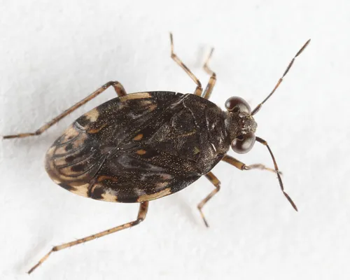 Common Shore Bug