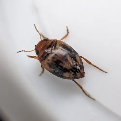 Nectoporus congruus