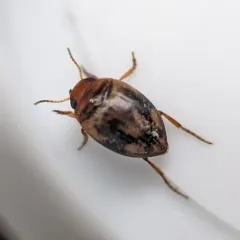Nectoporus congruus thumbnail 1