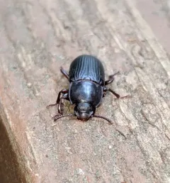 Yellow Mealworm Beetle thumbnail 1