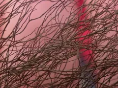 Groovy Beard Lichen thumbnail 1