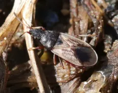 Crophius disconotus thumbnail 4