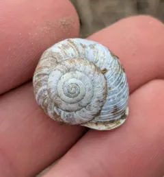 Idaho Forestsnail thumbnail 4