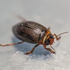 Hygrotus impressopunctatus thumbnail 3