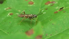 Taxonus pallidicornis thumbnail 4