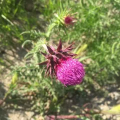 musk thistle thumbnail 2