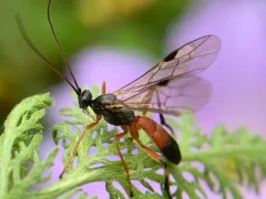 Terminal Mummy Wasp thumbnail 3