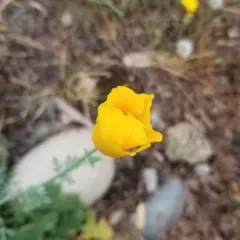 California poppy thumbnail 3