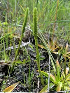 northern appressed bog clubmoss thumbnail 2