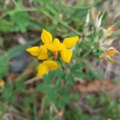 greater bird's-foot-trefoil thumbnail 2