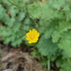 nipplewort thumbnail 4