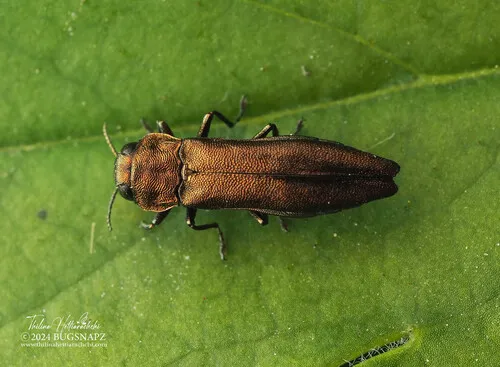 Agrilus ribesi