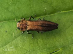 Agrilus ribesi thumbnail 1