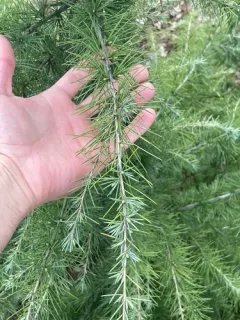 Deodar cedar thumbnail 2