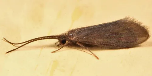 Agapetus rossi