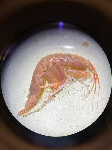 Quasimelita formosa
