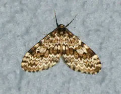 Malacodea pulchraria thumbnail 4
