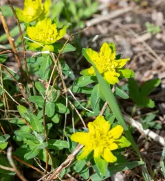 Cushion Spurge thumbnail 4