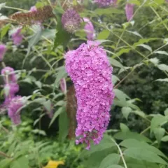 Butterfly bush thumbnail 2