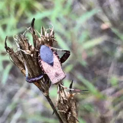 Helmeted Squash Bug thumbnail 2