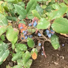 creeping mahonia thumbnail 4