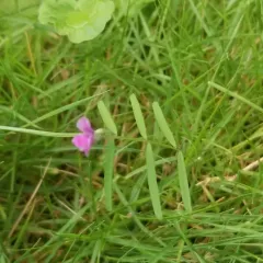 Common Vetch thumbnail 4