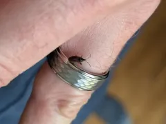 Pinecone Bug thumbnail 4