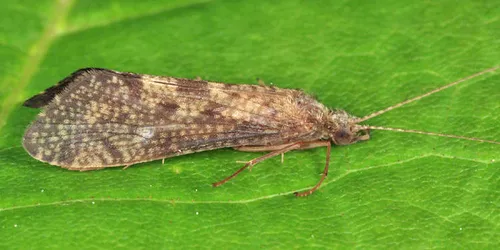 Hydropsyche slossonae