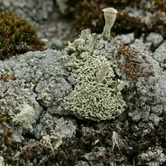 Olive Cladonia thumbnail 3