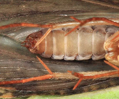 Parapsyche apicalis