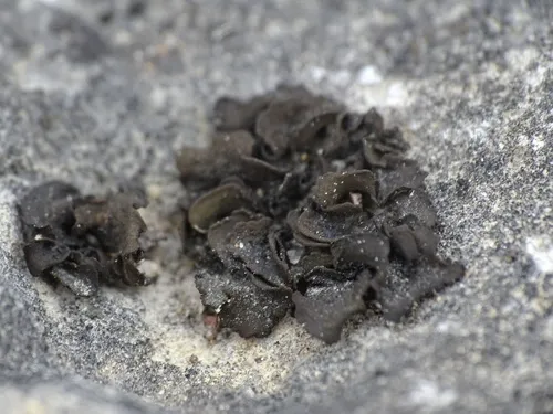 Jelly Flakes Lichen